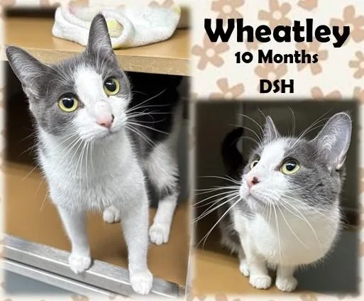 An adult medium-sized female Gray & White Domestic Short Hair cat named Wheatley for adoption in Franklin, IN