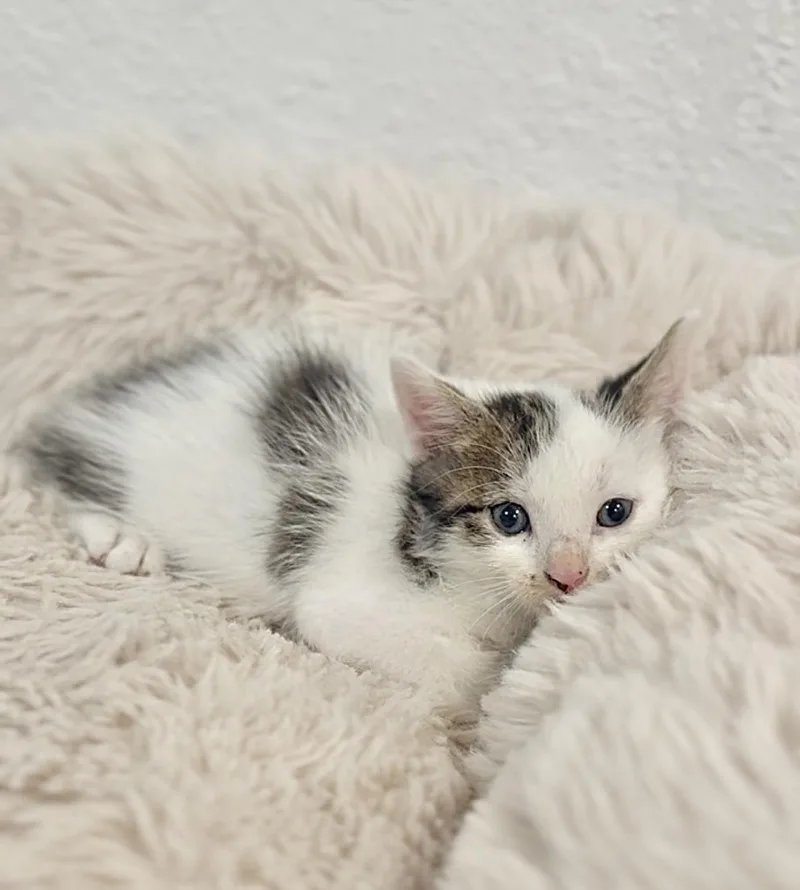 A young small-sized male White Domestic Short Hair cat named Saturn for adoption in Miami, FL