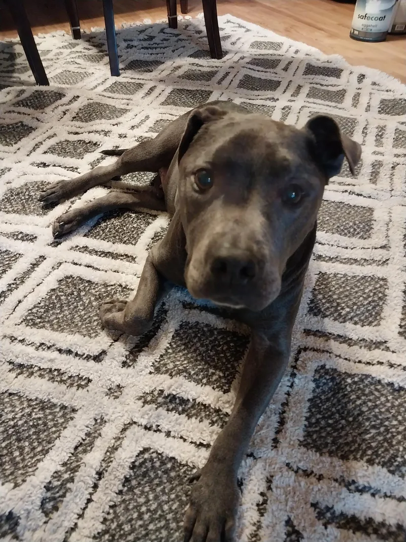 A senior large-sized male Gray / Blue / Silver American Staffordshire Terrier dog named Murdoch for adoption in Sanford, NC