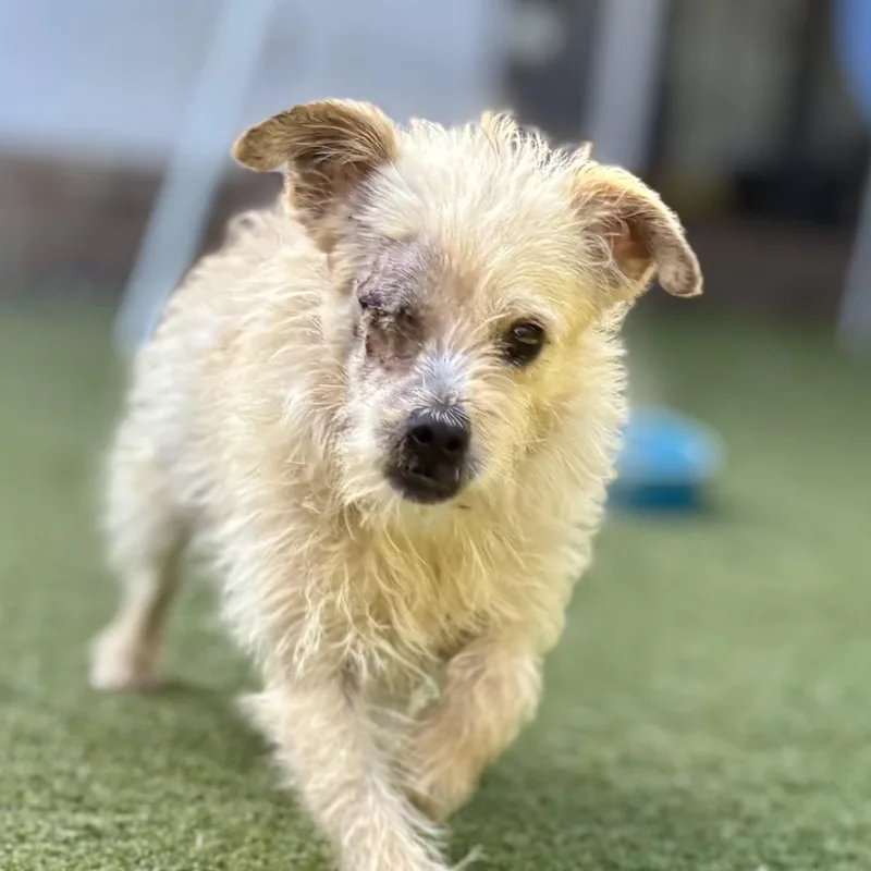 A young small-sized female Apricot / Beige Wirehaired Terrier dog named Jazz for adoption in Beverly Hills, CA