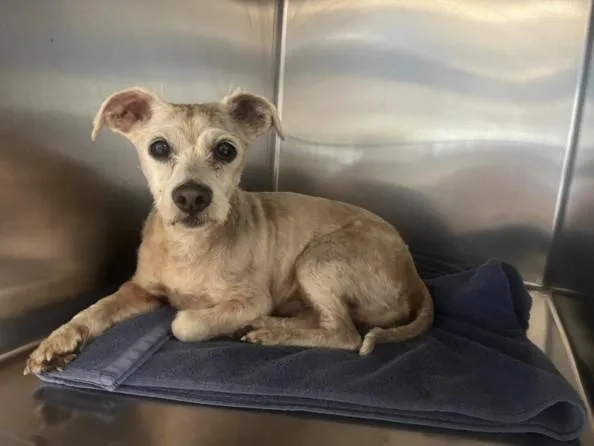 A senior medium-sized male Poodle dog named Junior for adoption in San Pedro, CA