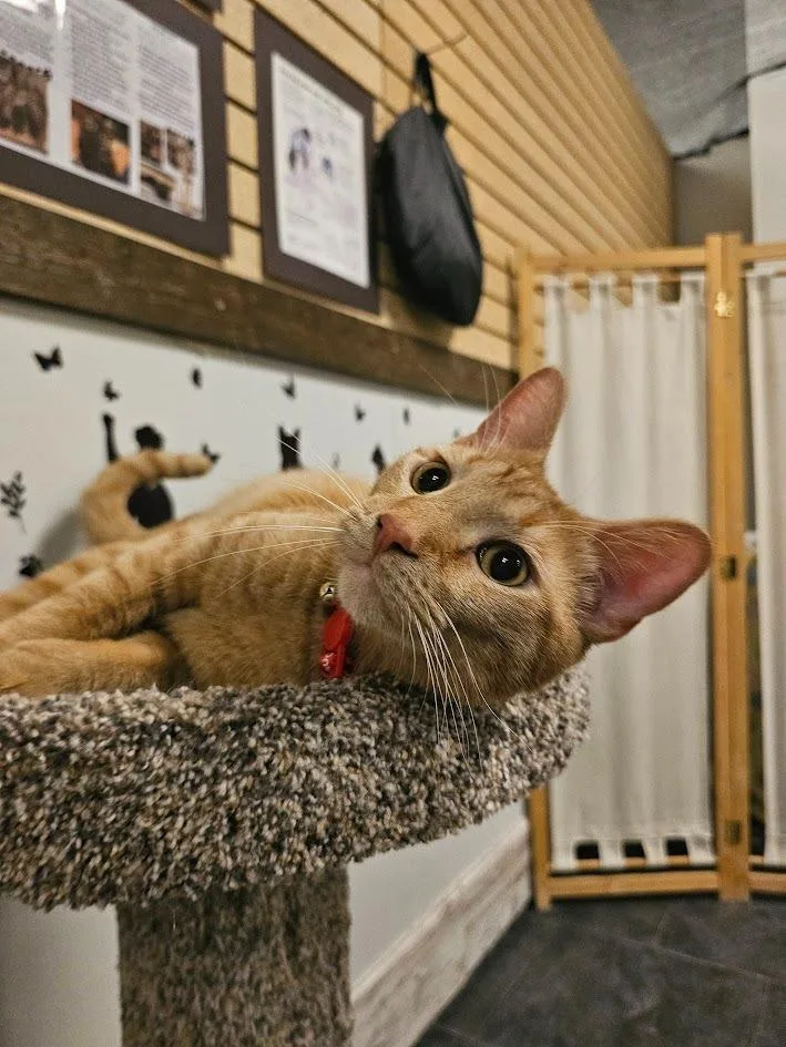 A young medium-sized male Domestic Short Hair cat named Copper for adoption in St. Cloud, MN