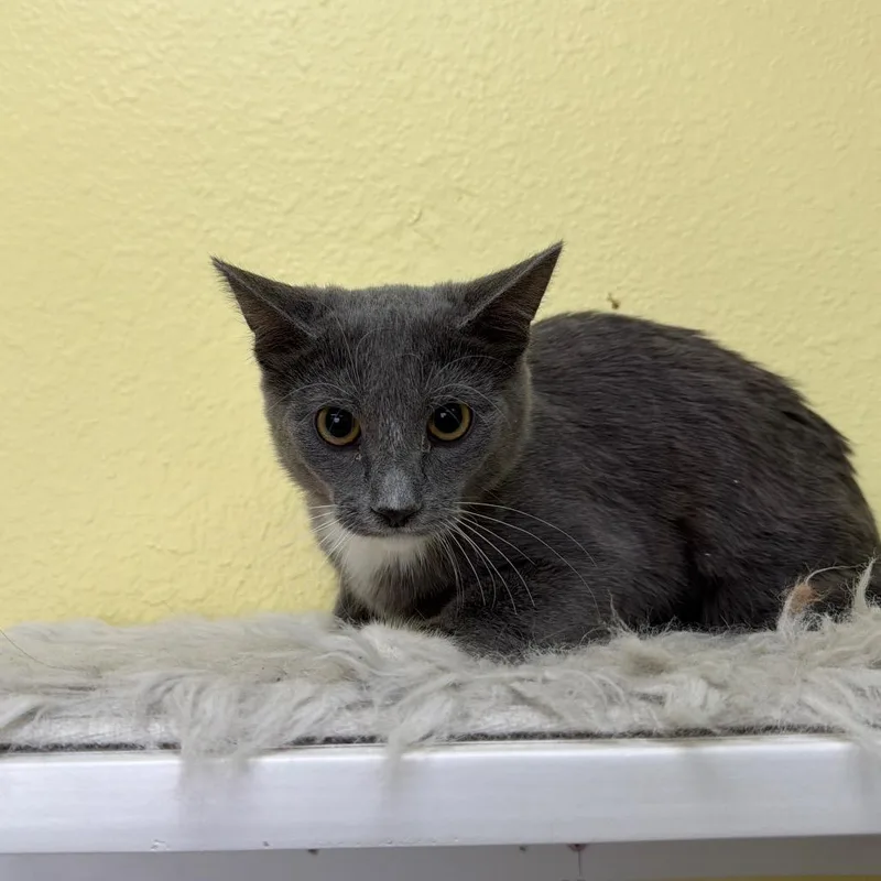 A baby small-sized female Gray / Blue / Silver Domestic Short Hair cat named Maui for adoption in Las Vegas, NV