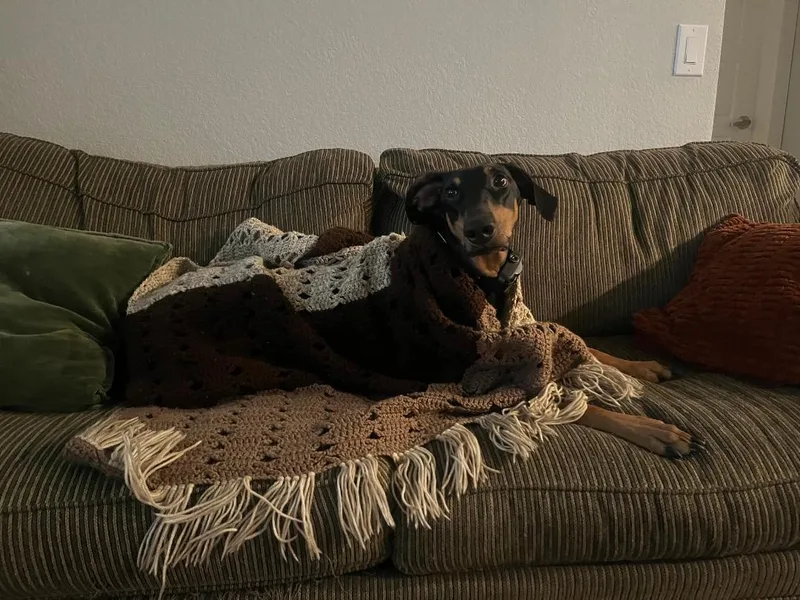 An adult medium-sized female Doberman Pinscher dog named Stormy for adoption in Saint Charles, MO