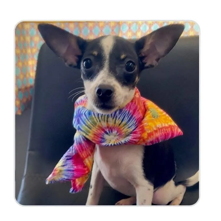 A young small-sized female Chihuahua dog named Cassandra for adoption in Groveland, MA