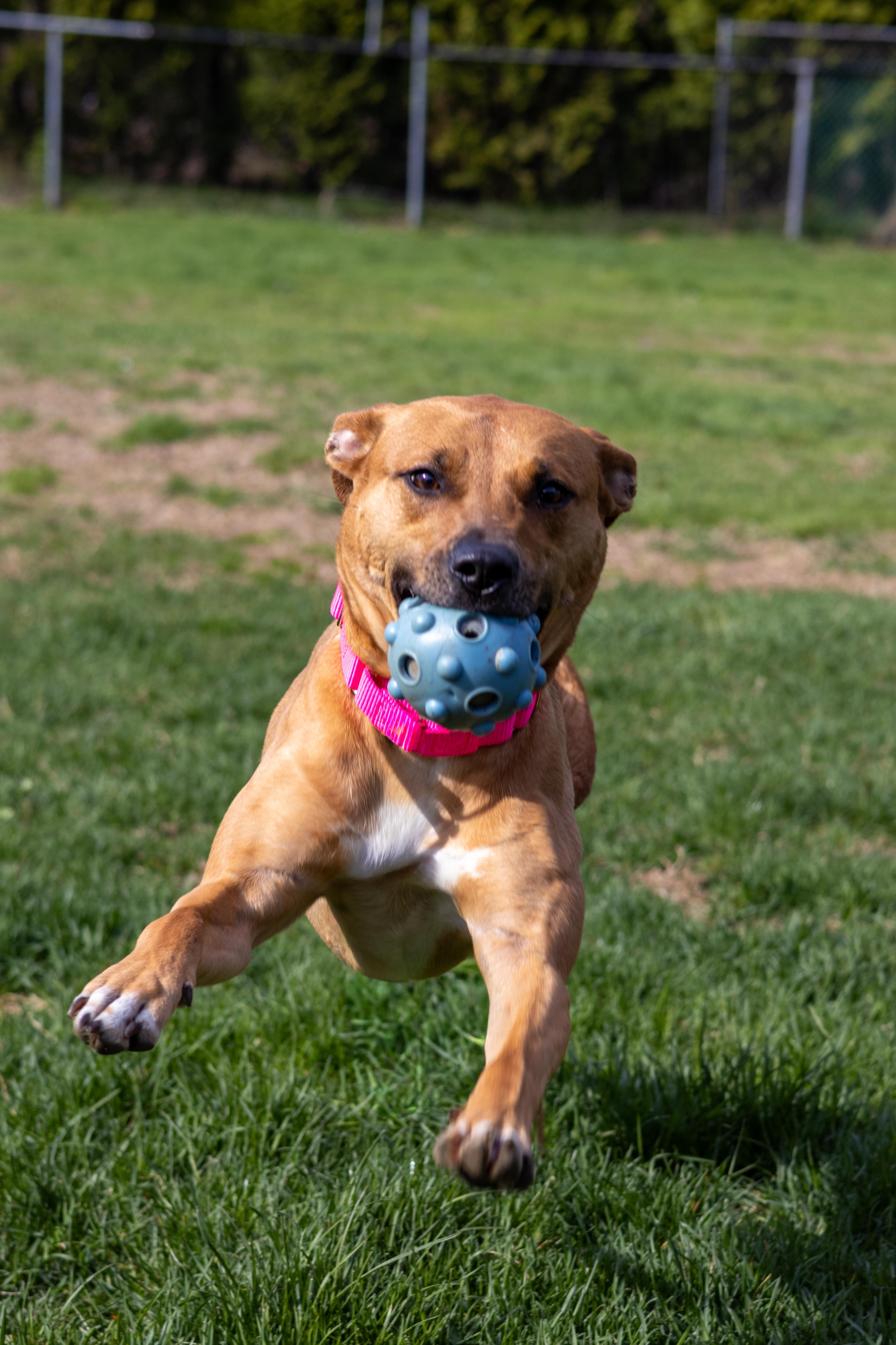 A young medium-sized female Black Mouth Cur dog named Julee for adoption in Terryville, CT
