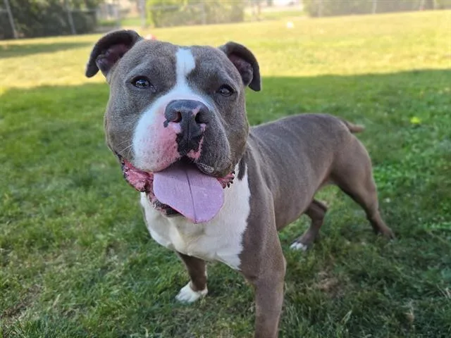 A young large-sized male Pit Bull Terrier dog named Pudge for adoption in Auburn, CA