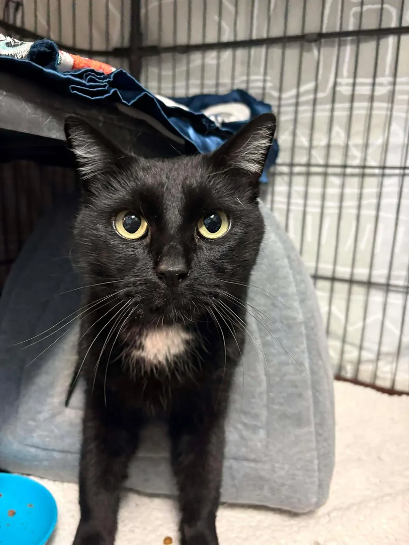 An adult medium-sized male Black & White / Tuxedo Domestic Medium Hair cat named Tucker for adoption in St. George, UT