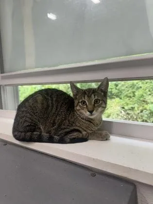 A baby small-sized female Domestic Short Hair cat named Sally Mae for adoption in West Chester, PA