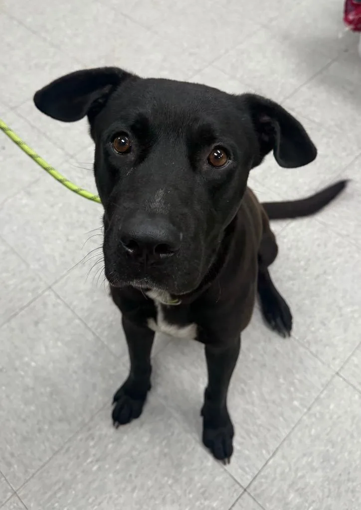 An adult medium-sized male Pit Bull Terrier dog named Carver for adoption in Sorrento, LA