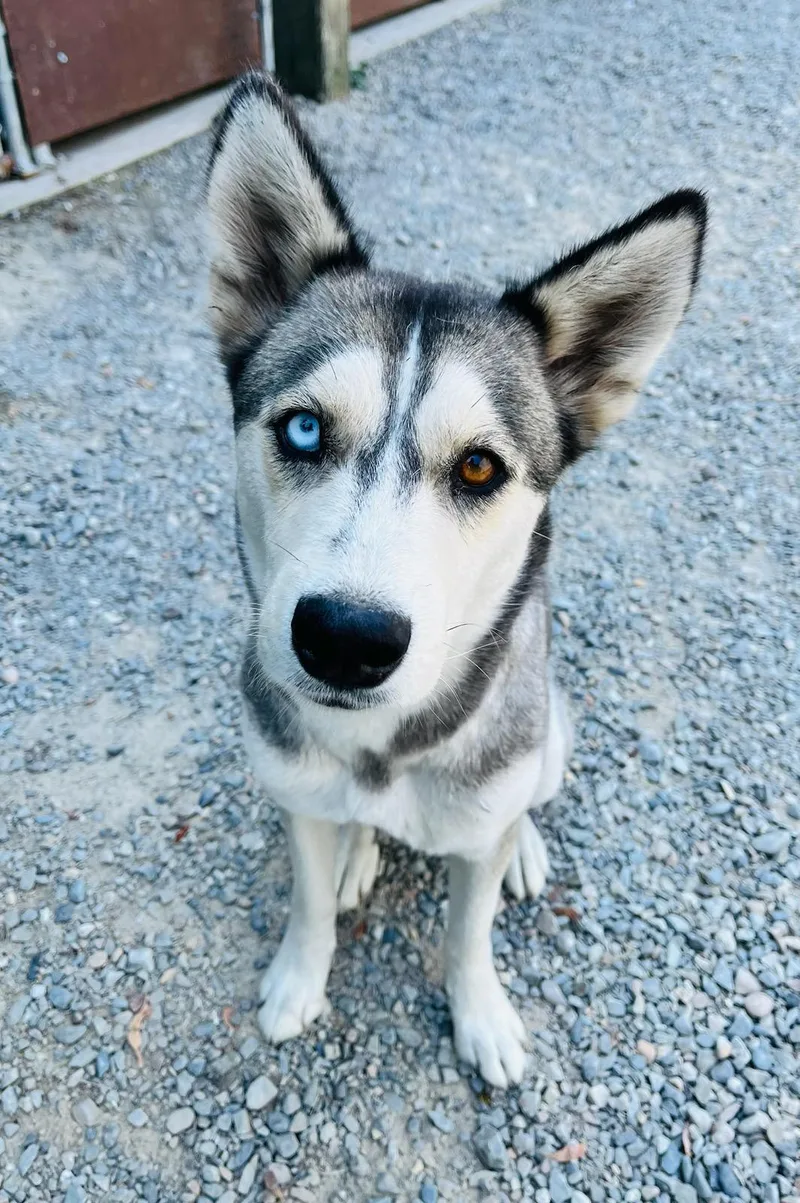 A young medium-sized female Husky dog named Dori for adoption in Kellogg, ID