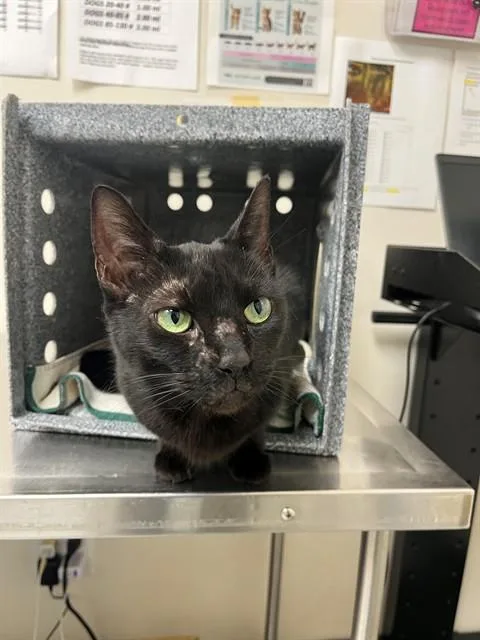 An adult medium-sized female Domestic Short Hair cat named Teddie for adoption in Naples, FL