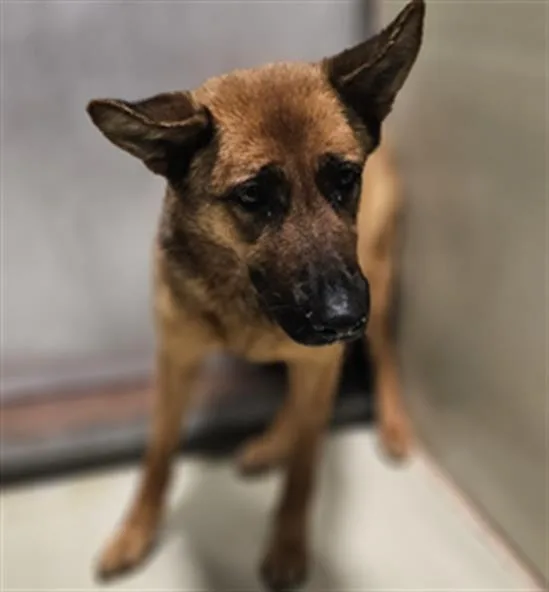 An adult large-sized female Golden German Shepherd Dog dog named Joelle  Urgent! Longtime for adoption in Thousand Oaks, CA