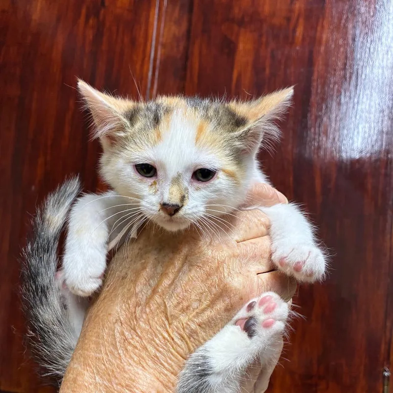 A baby small-sized female White American Shorthair cat named Ginger for adoption in Danville, KY
