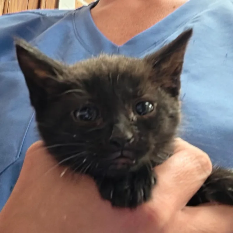 A baby small-sized female Black Domestic Short Hair cat named Crescent U for adoption in Tupelo, MS