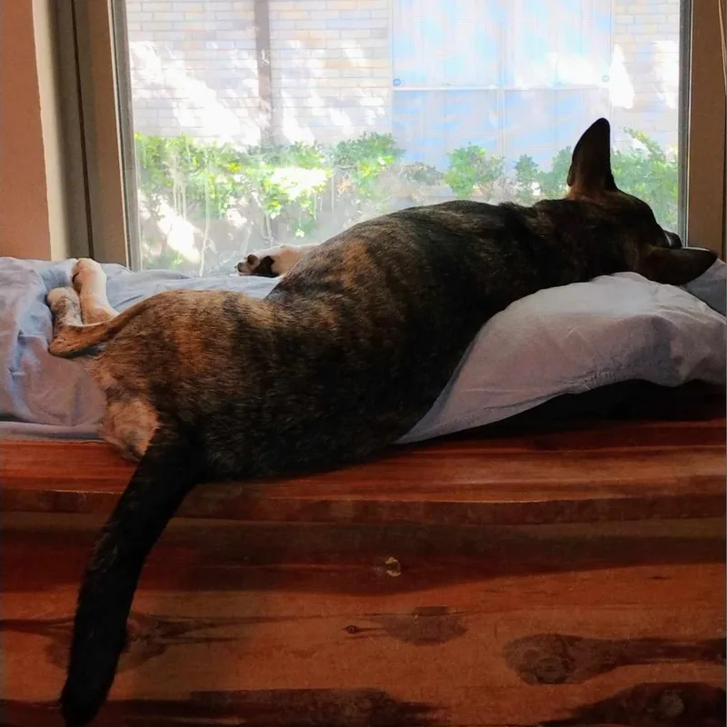 An adult medium-sized female Gray / Blue / Silver Husky dog named Iris VI for adoption in Austin, TX