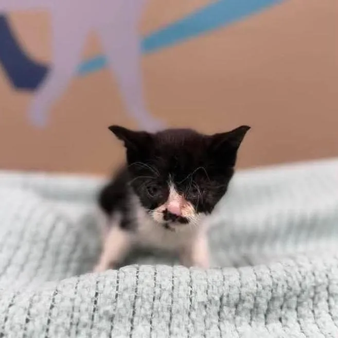 A baby small-sized male Black Domestic Short Hair cat named Mustache In Parsonsburg  for adoption in Alexandria, VA