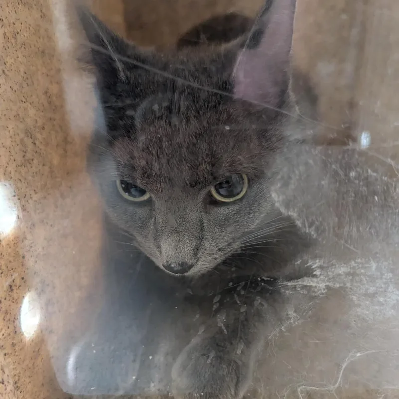 A young medium-sized male Gray / Blue / Silver Domestic Short Hair cat named Meesh for adoption in Charlottesville, VA