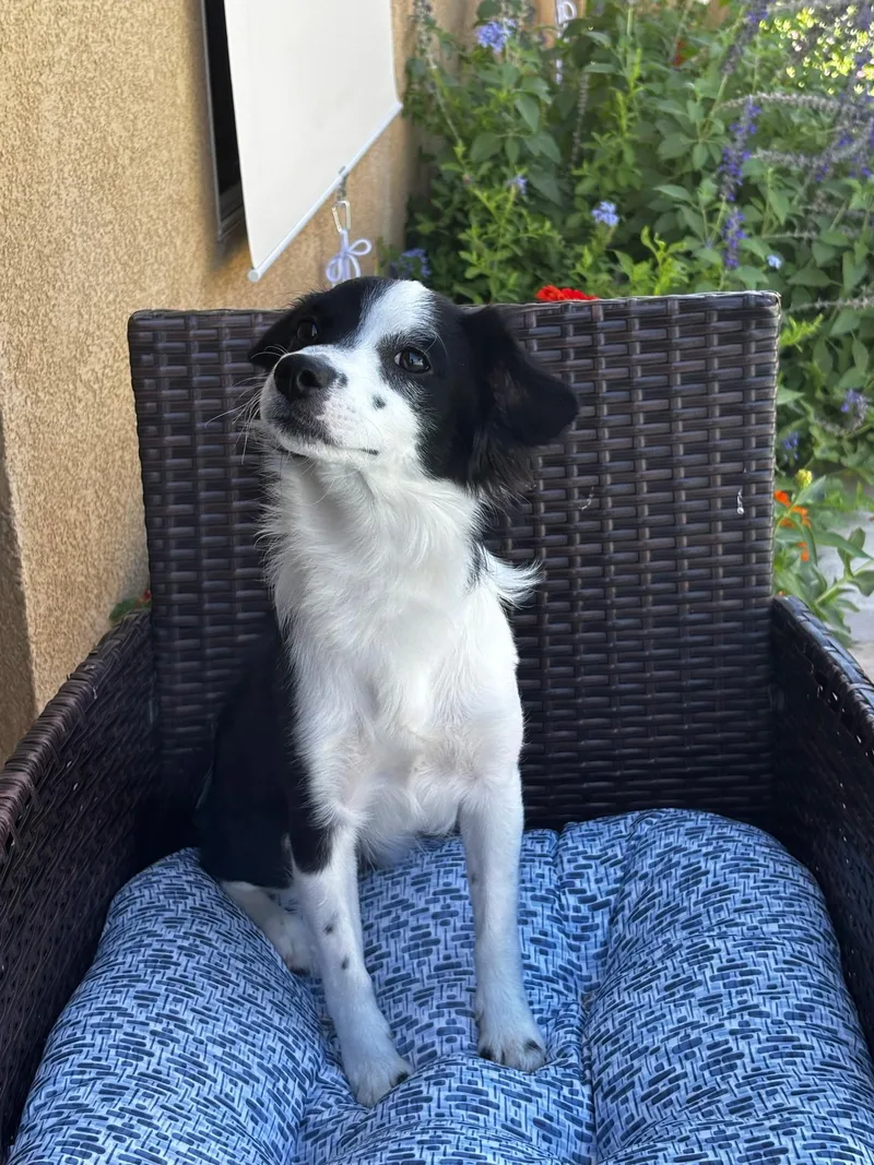 A young small-sized male Black Mixed Breed dog named Cow for adoption in Gilroy, CA