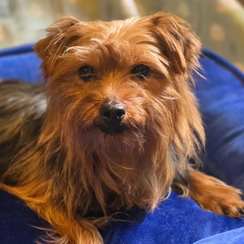 A senior small-sized female Yorkshire Terrier dog named Fish & Chips for adoption in Cincinnati, OH