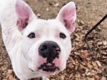An adult large-sized male White / Cream Mixed Breed dog named Cagliostro for adoption in Georgetown, TX