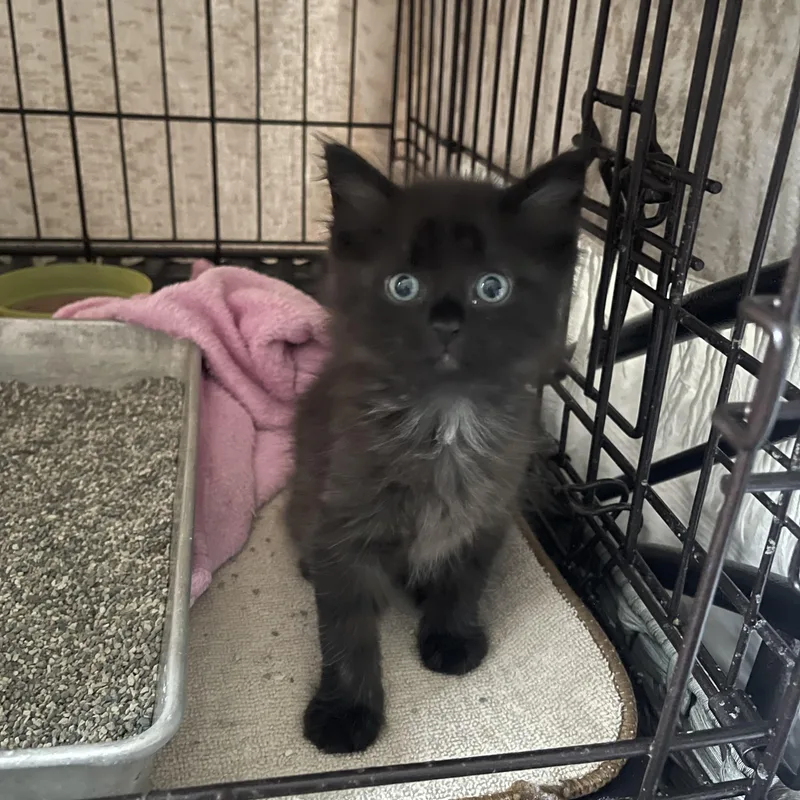 A young medium-sized male Black Domestic Medium Hair cat named Maxwell for adoption in Easley, SC