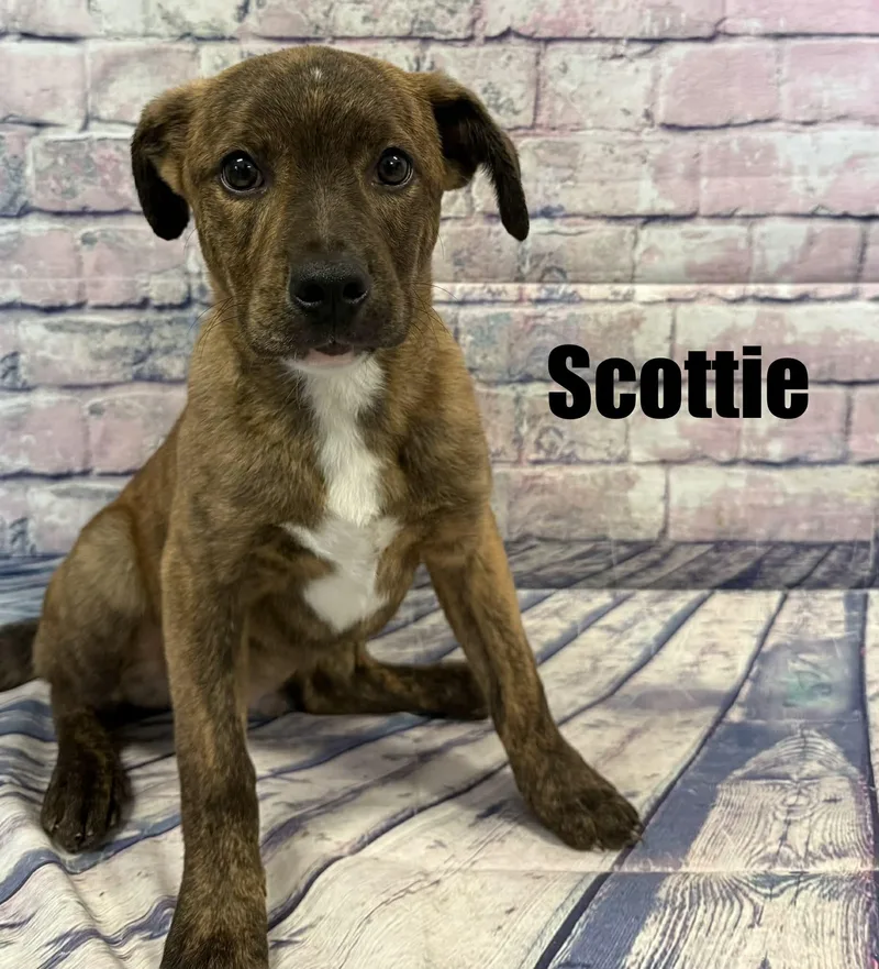 Scottie