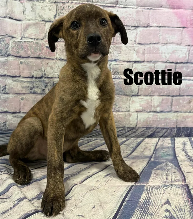 Scottie thumbnail 2
