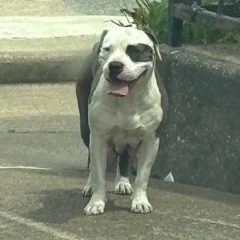 An adult medium-sized female Gray / Blue / Silver Mixed Breed dog named Brown Belt for adoption in Memphis, TN