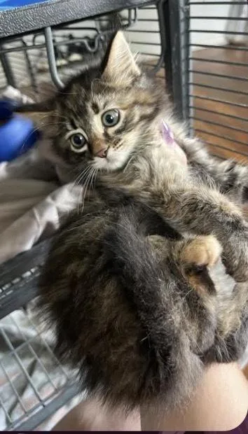 A baby small-sized female Brown / Chocolate Domestic Medium Hair cat named Mexican Pizza for adoption in Clarksville, TN