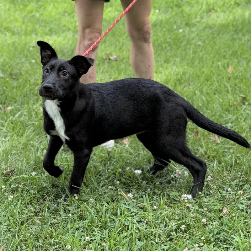 A baby medium-sized female Black Labrador Retriever dog named Tater for adoption in Locust Fork, AL
