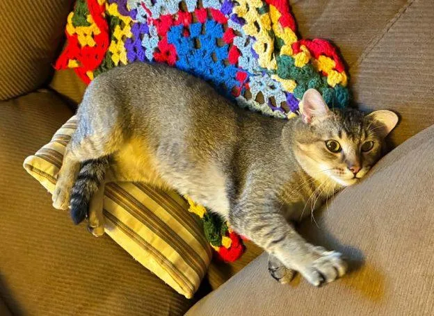 An adult medium-sized male Tabby (Buff / Tan / Fawn) Domestic Short Hair cat named Canyon for adoption in Anchorage, AK