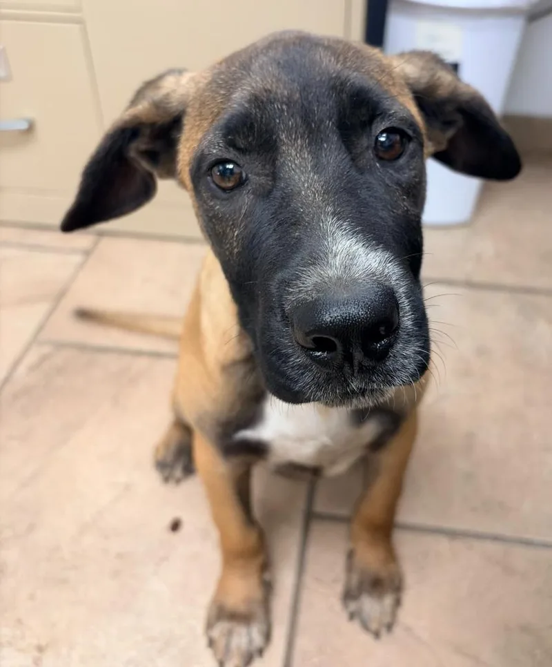A baby medium-sized male Black Mouth Cur dog named Beck for adoption in Batesville, AR