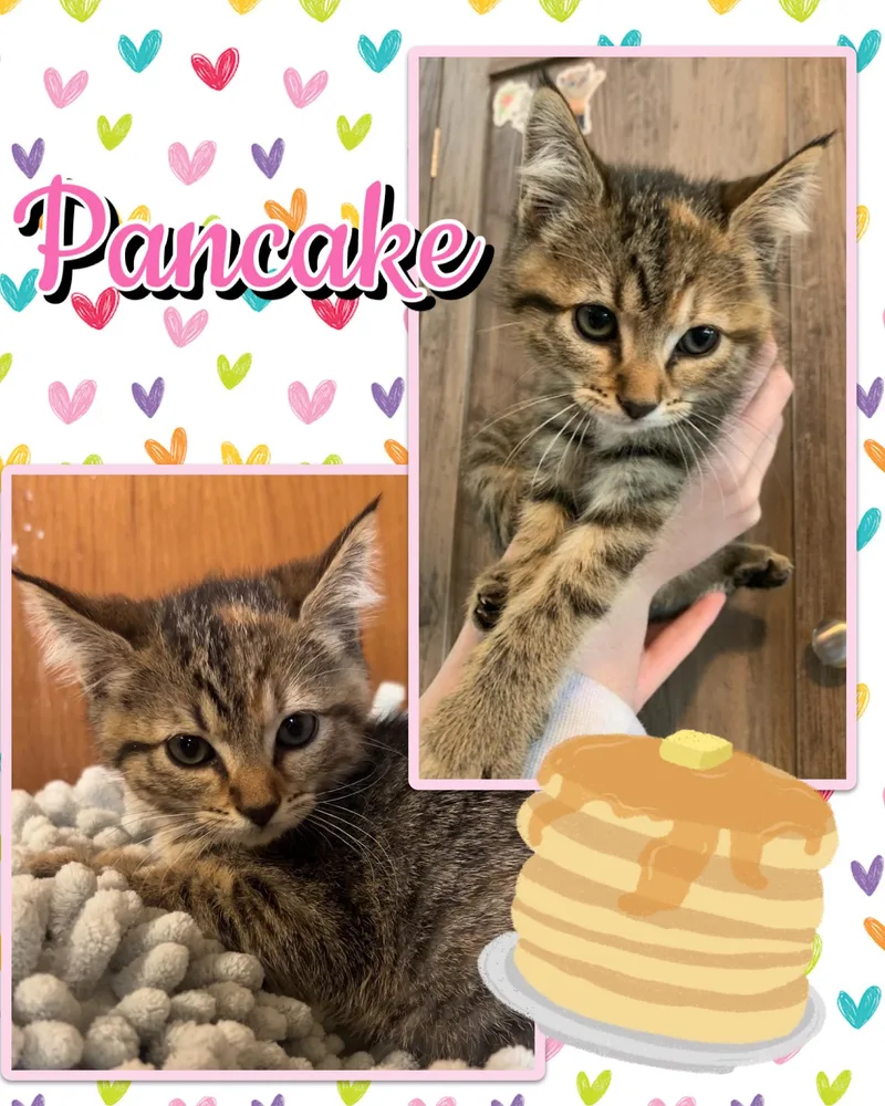 Pancake thumbnail 5