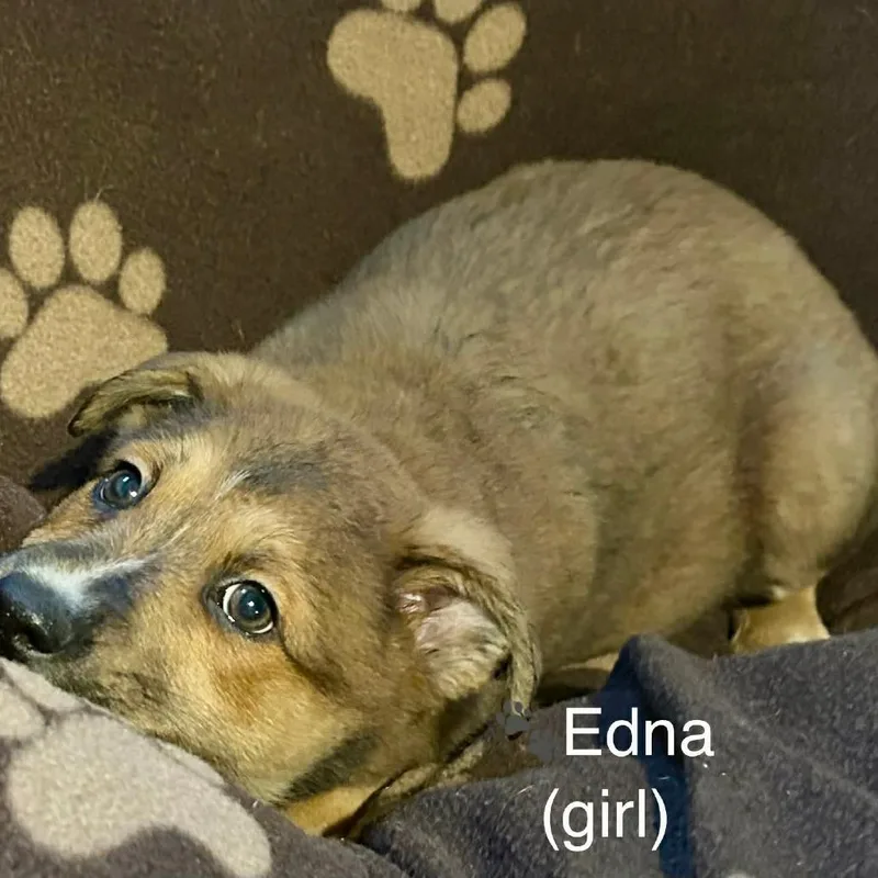 Edna thumbnail 2