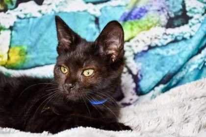 A baby small-sized male Domestic Short Hair cat named Midnight for adoption in Yakima, WA
