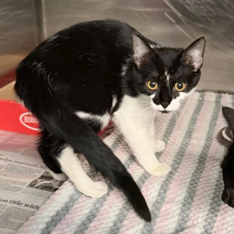 A baby small-sized female Black Domestic Short Hair cat named Cookie for adoption in Belleville, IL