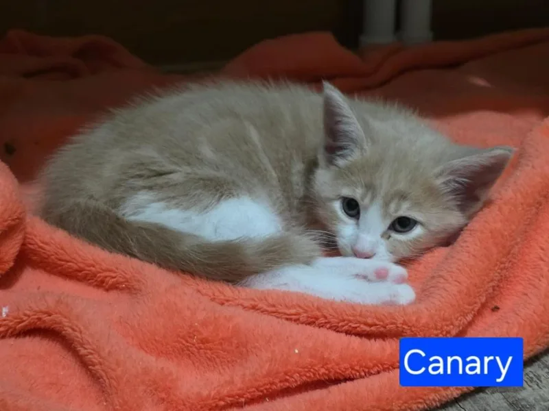 A baby small-sized male Domestic Short Hair cat named Canary for adoption in Grand Forks, ND