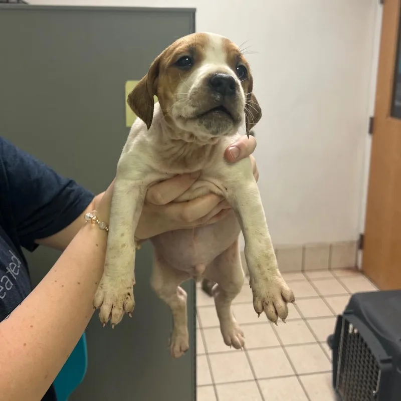 An adult large-sized male White / Cream Mixed Breed dog named Donner for adoption in Charleston, WV