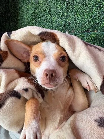 A young small-sized female Brown / Chocolate Chihuahua dog named Venada for adoption in El Paso, TX