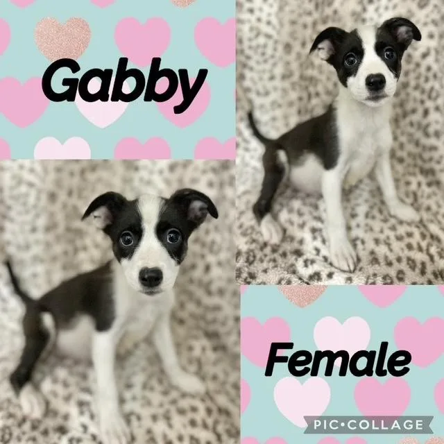 A baby medium-sized female Australian Shepherd dog named Gabby for adoption in Manchester, CT