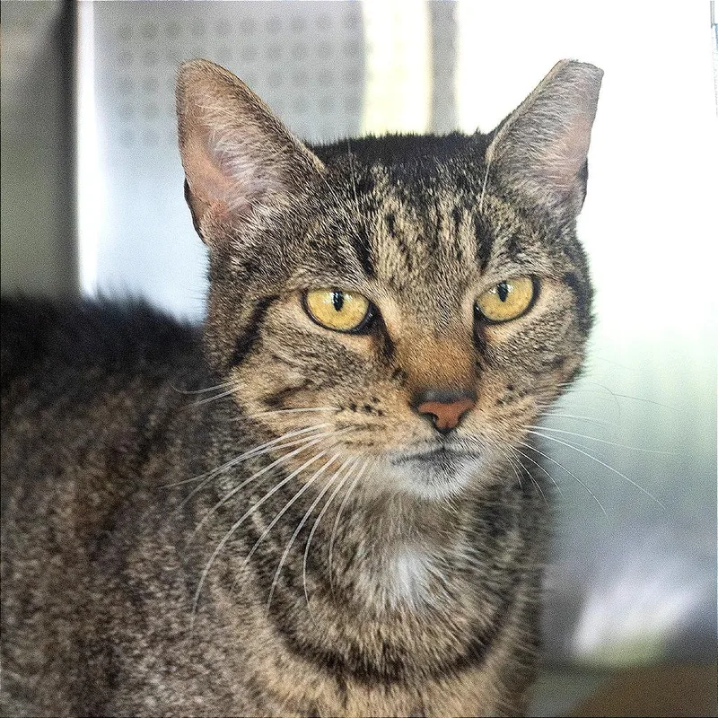 A senior large-sized female Gray / Blue / Silver Domestic Short Hair cat named Nala for adoption in Asheville, NC