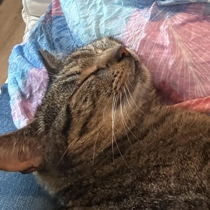 Nala thumbnail 2