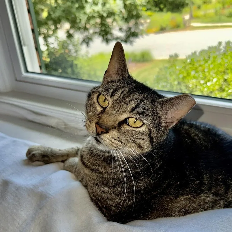 Nala thumbnail 4