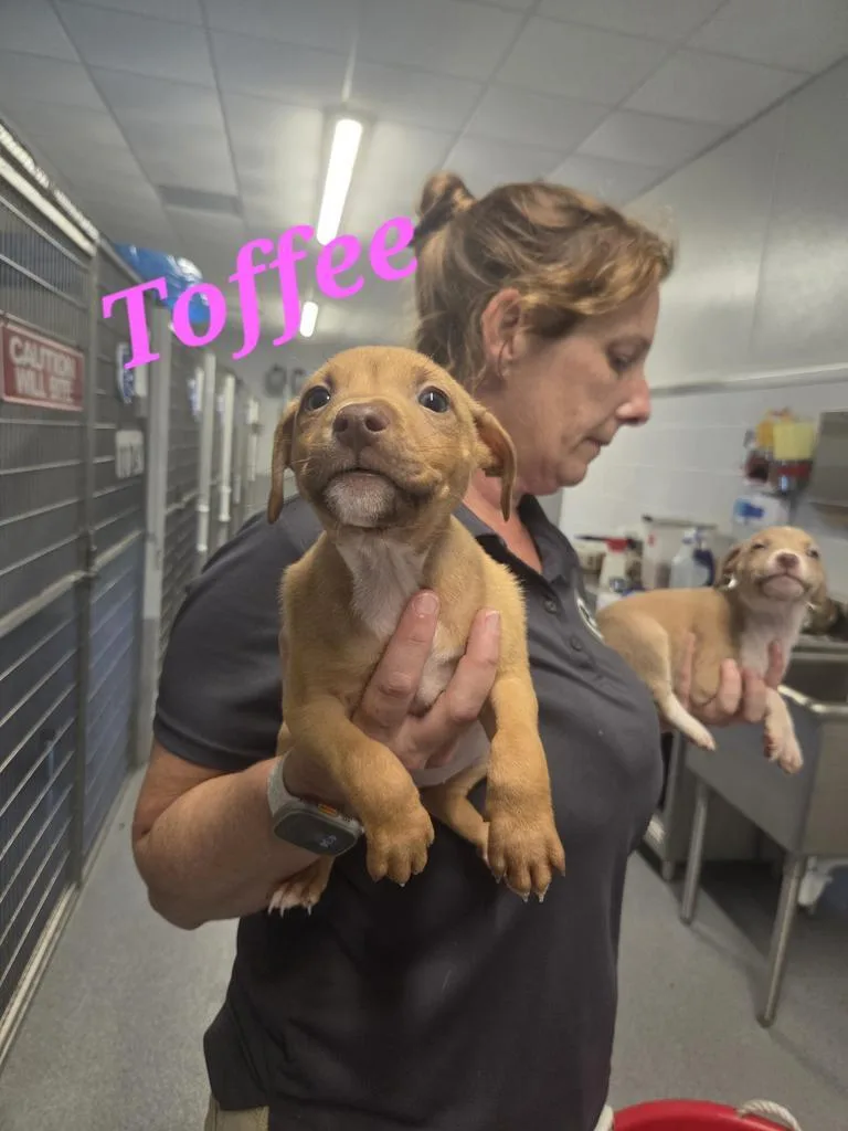 A baby medium-sized female Affenpinscher dog named Toffee for adoption in Livingston, LA