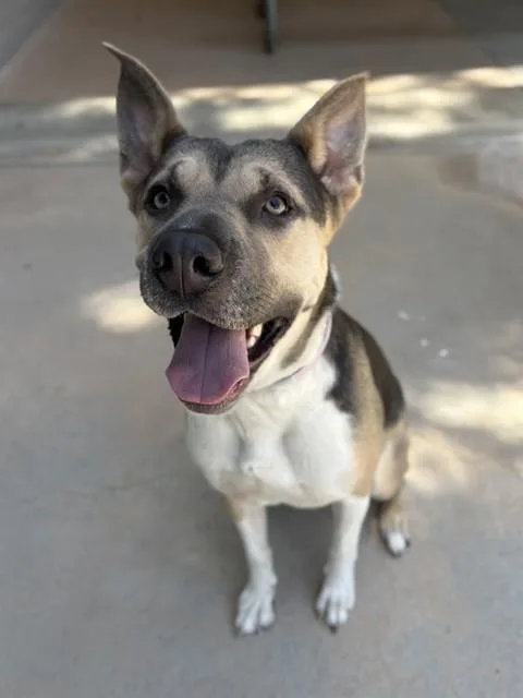A young large-sized female German Shepherd Dog dog named Lotus for adoption in Castaic, CA
