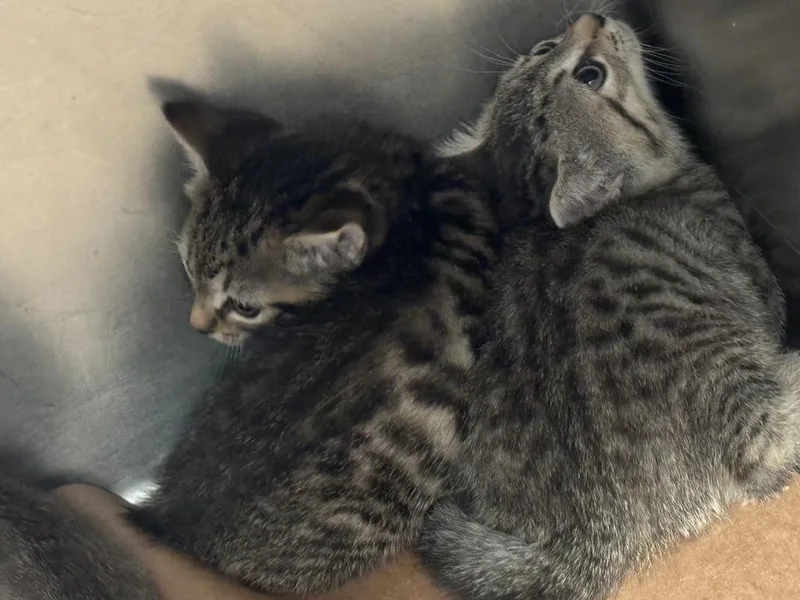 A baby small-sized female Domestic Short Hair cat named Linda for adoption in Cartersville , GA