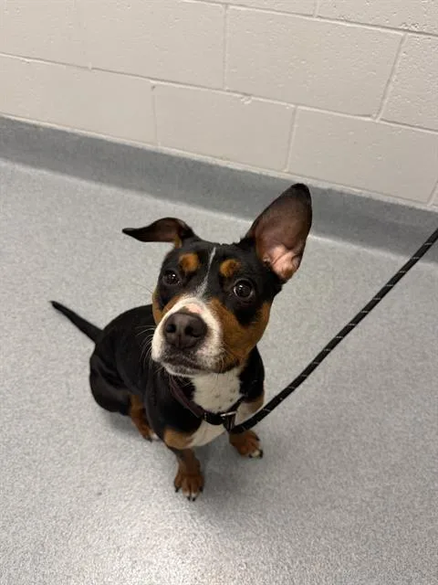 A young small-sized female Beagle dog named Snickers for adoption in Indianapolis, IN