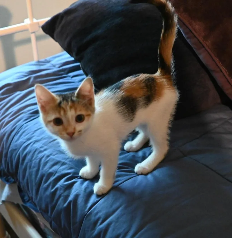A baby small-sized female Calico cat named Xena & Gabby for adoption in Des Moines , WA