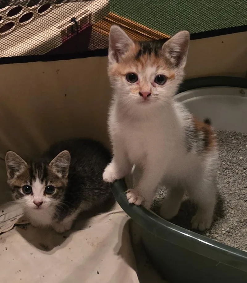 Xena & Gabby thumbnail 3
